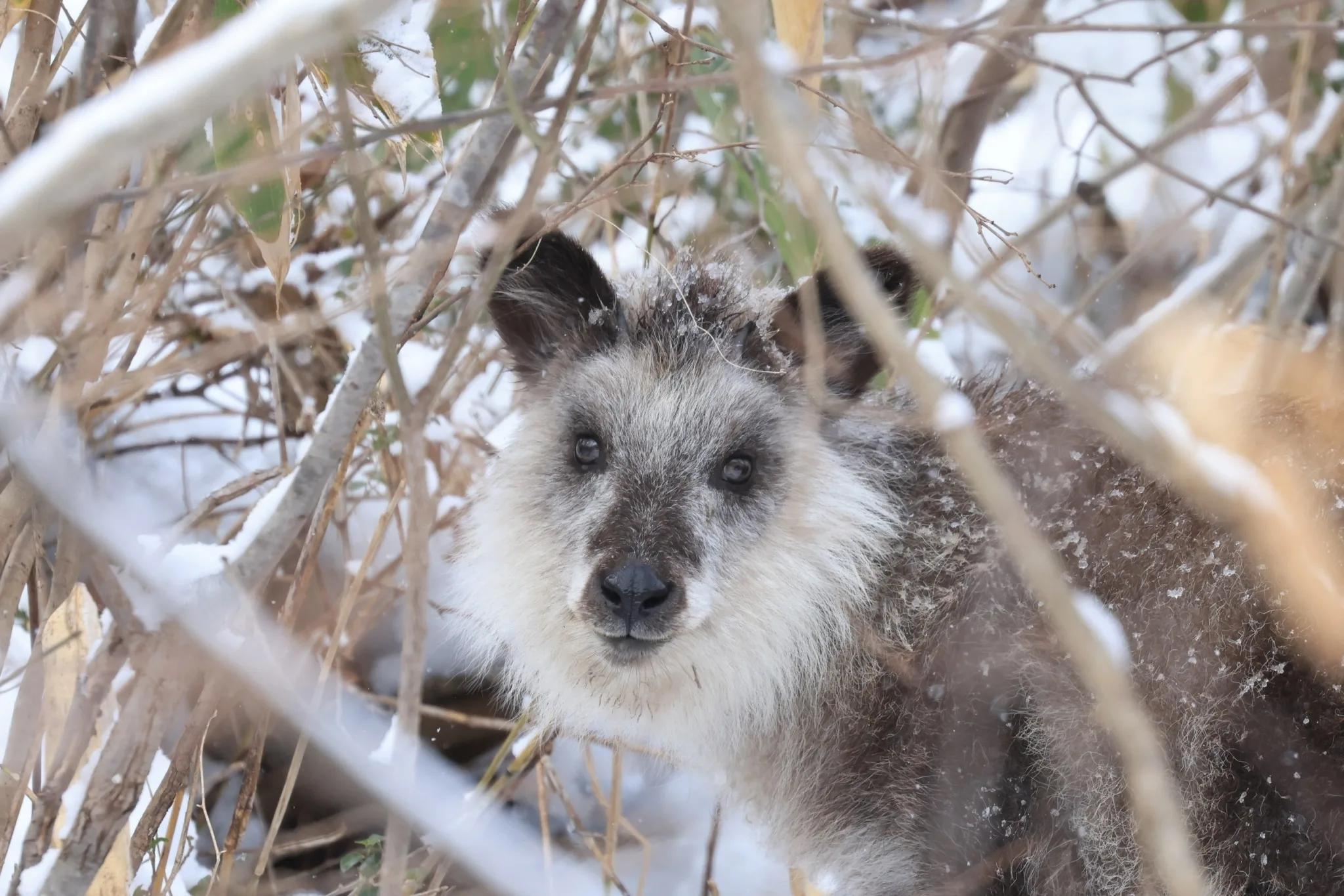 哺乳類調査（カモシカ）