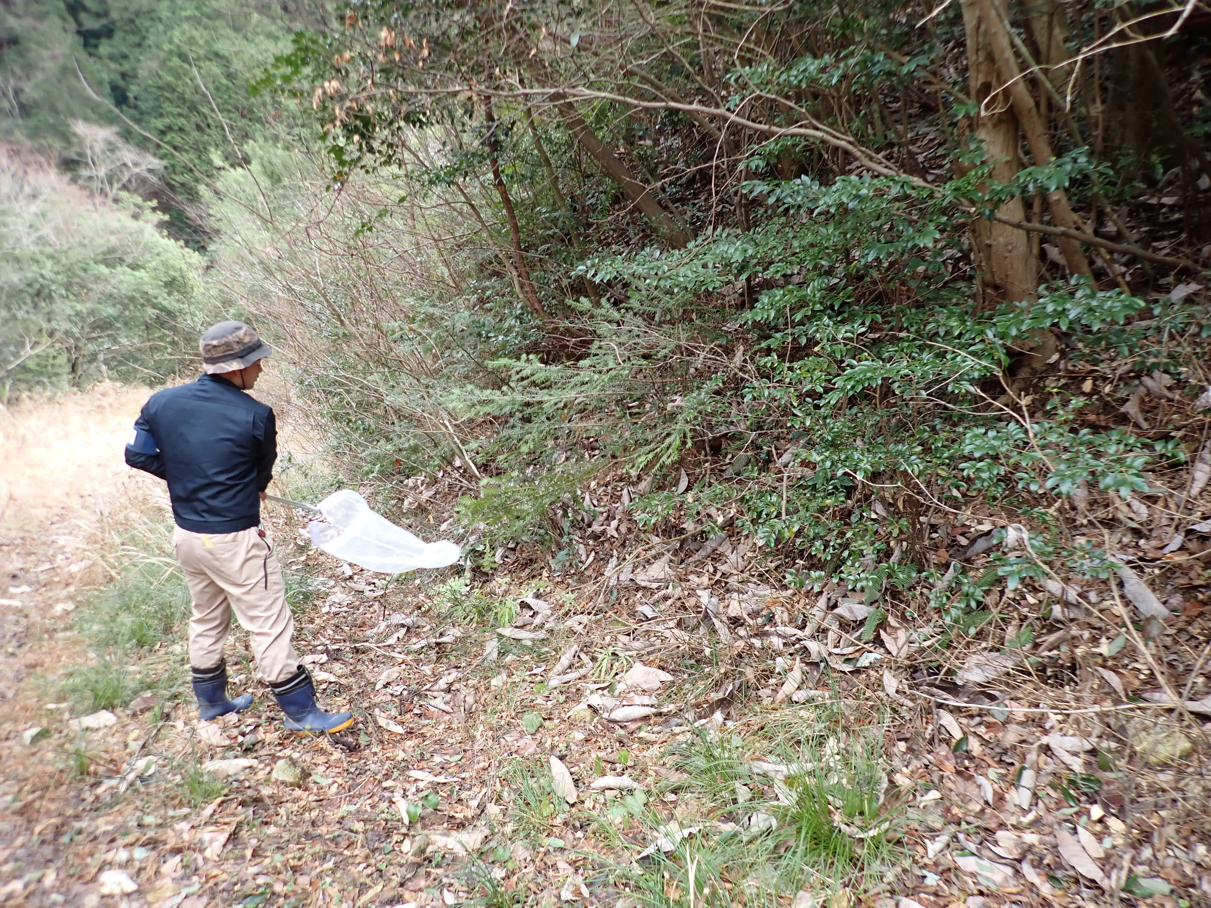 昆虫採集の様子